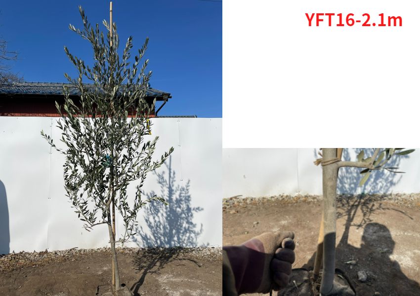 送料無料 オリーブの木(フラントイオ) 樹高2.4m(根鉢含まず） シンボル