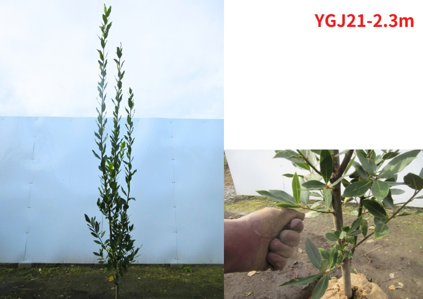 現品発送 ゲッケイジュ 月桂樹 樹高2.0-2.3m(根鉢含まず) シンボル