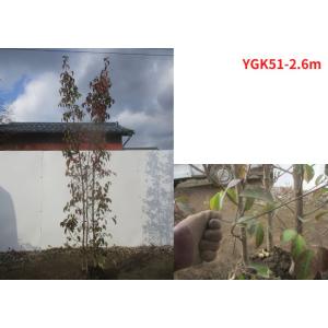 現品発送 常緑ヤマボウシ ホンコンエンシス 月光 樹高2.5m-2.6m(根鉢含まず）シンボルツリー...