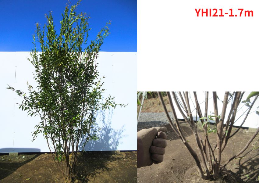 現品発送 ハイノキ(灰の木) 樹高1.7-1.8m(根鉢含まず） 苗木 シンボルツリー 庭木 植木 常緑樹 常緑高木 |  | 01