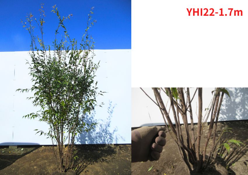 現品発送 ハイノキ(灰の木) 樹高1.7-1.8m(根鉢含まず） 苗木 シンボルツリー 庭木 植木 常緑樹 常緑高木 |  | 02