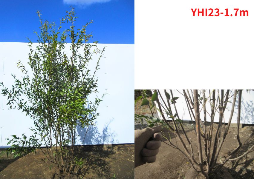 現品発送 ハイノキ(灰の木) 樹高1.7-1.8m(根鉢含まず） 苗木 シンボルツリー 庭木 植木 常緑樹 常緑高木 |  | 03