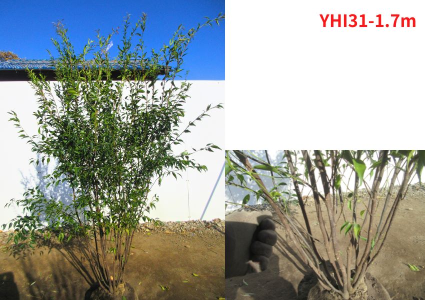 現品発送 ハイノキ(灰の木) 樹高1.7-1.8m(根鉢含まず） 苗木 シンボルツリー 庭木 植木 常緑樹 常緑高木 |  | 04