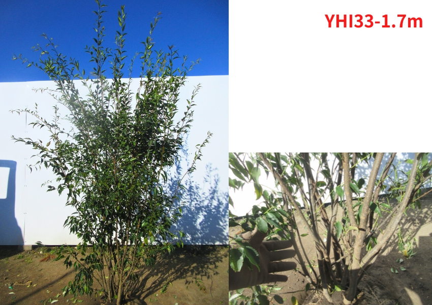 現品発送 ハイノキ(灰の木) 樹高1.7-1.8m(根鉢含まず） 苗木 シンボル