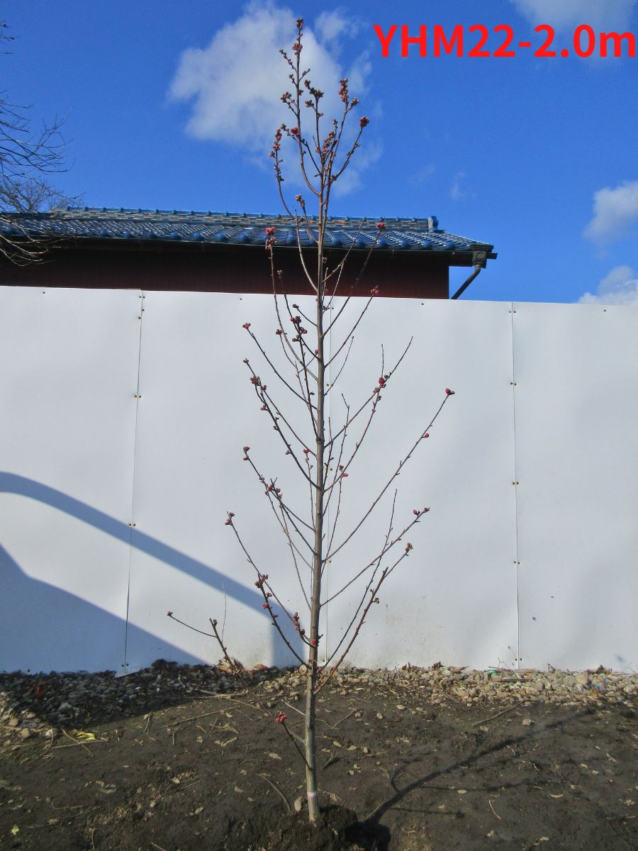 現品発送 花桃 ハナモモ 赤花 矢口桃 ヤグチモモ 樹高2.0-2.3m(根鉢