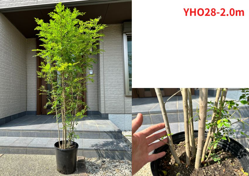 現品発送 シマトネリコ 10号 樹高2.0m-2.2m(鉢底から) 株立