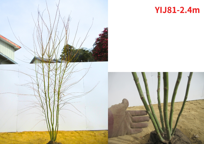 現品発送 イロハモミジ 本株立ち 樹高2.4-2.5m(根鉢含まず）シンボル