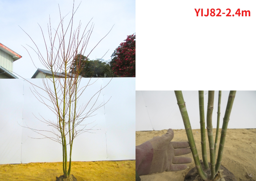 現品発送 イロハモミジ 本株立ち 樹高2.4-2.5m(根鉢含まず）シンボル