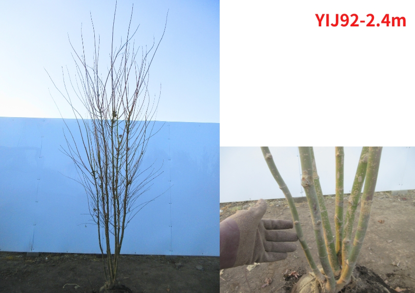 現品発送 イロハモミジ 本株立ち 樹高2.4-2.5m(根鉢含まず）シンボル