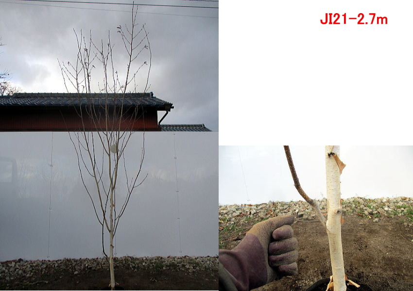 現品発送 ジャクモンティー(シラカバ、白樺) 樹高2.6-2.7m(根鉢含まず）   シンボルツリー 落葉樹 落葉高木 庭木｜greenx2｜02