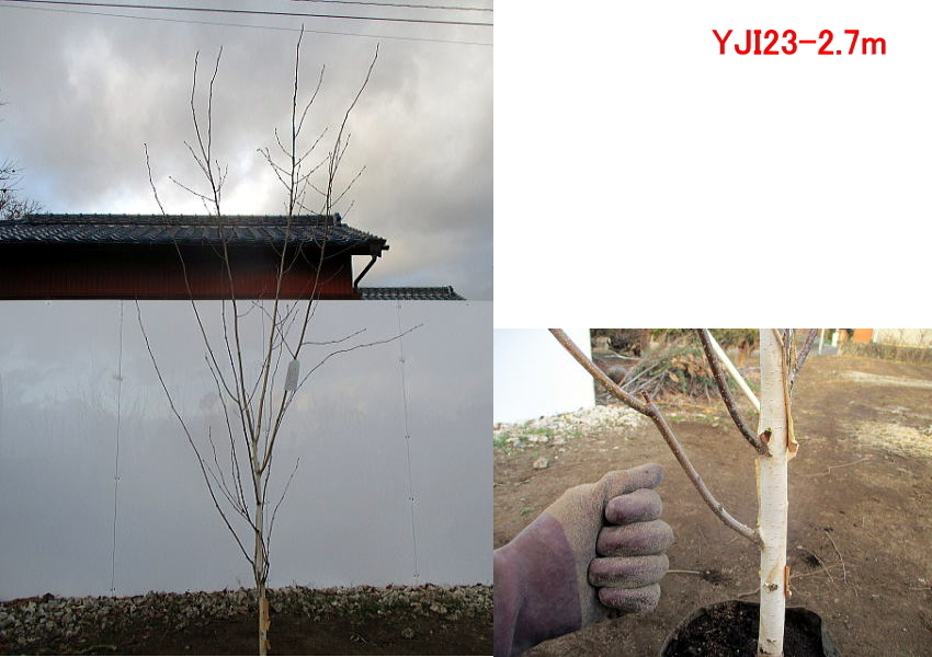 現品発送 ジャクモンティー(シラカバ、白樺) 樹高2.6-2.7m(根鉢含まず