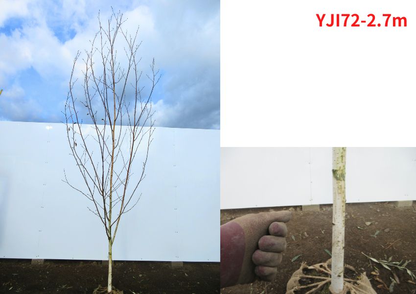 現品発送 ジャクモンティー(シラカバ、白樺) 樹高2.6-2.7m(根鉢含まず