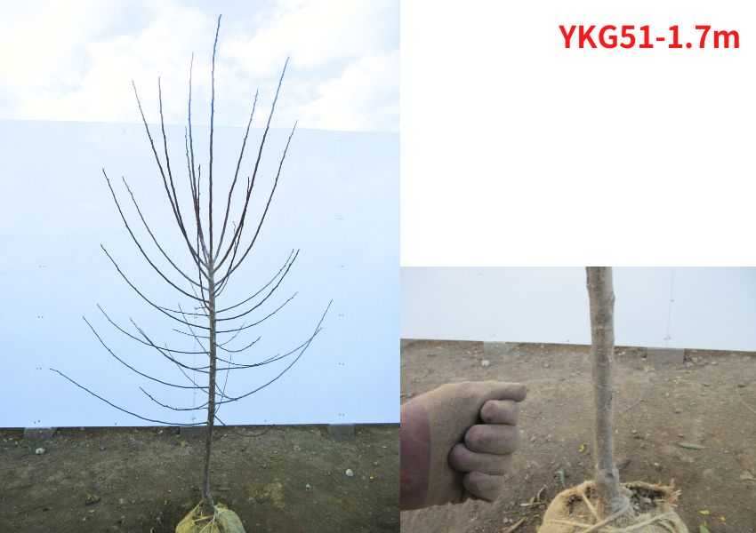 現品発送 鹿児島紅梅 カゴシマコウバイ 樹高1.6-1.8m(根鉢含まず）花梅 苗 苗木 花木 庭木 植木 シンボルツリー 落葉樹 落葉低木 爆買の画像
