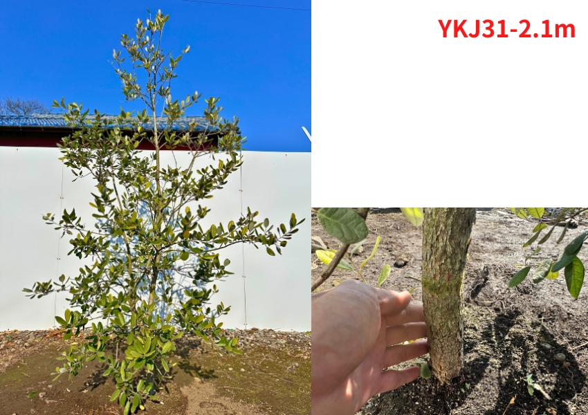 現品発送 フェイジョア クーリッジ 実のなる特大サイズ！樹高2.1-2.2m