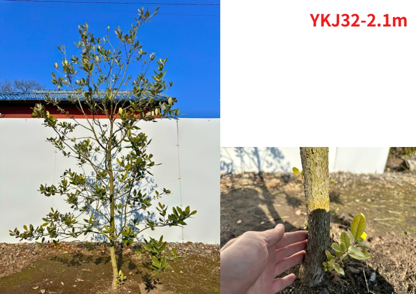 現品発送 フェイジョア クーリッジ 実のなる特大サイズ！樹高2.1-2.2m