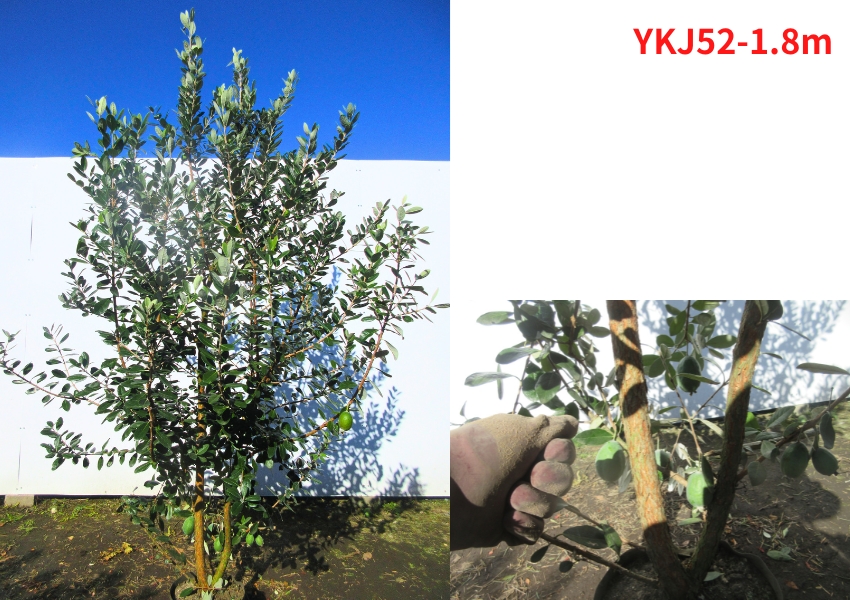 現品発送 フェイジョア クーリッジ 実のなる特大サイズ！樹高1.7-1.8m