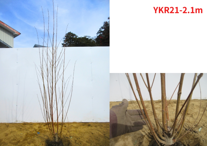 現品発送 カツラの木 株立ち 樹高2.0-2.1m(根鉢含まず) 桂の苗木