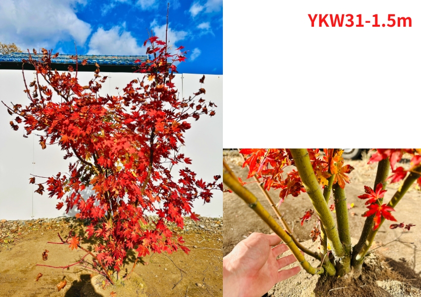 コハウチワカエデ/株立ち【現品発送】管理70801 コハウチワカエデ/株立ち【現品発送】管理70801 コハウチワカエデ/株