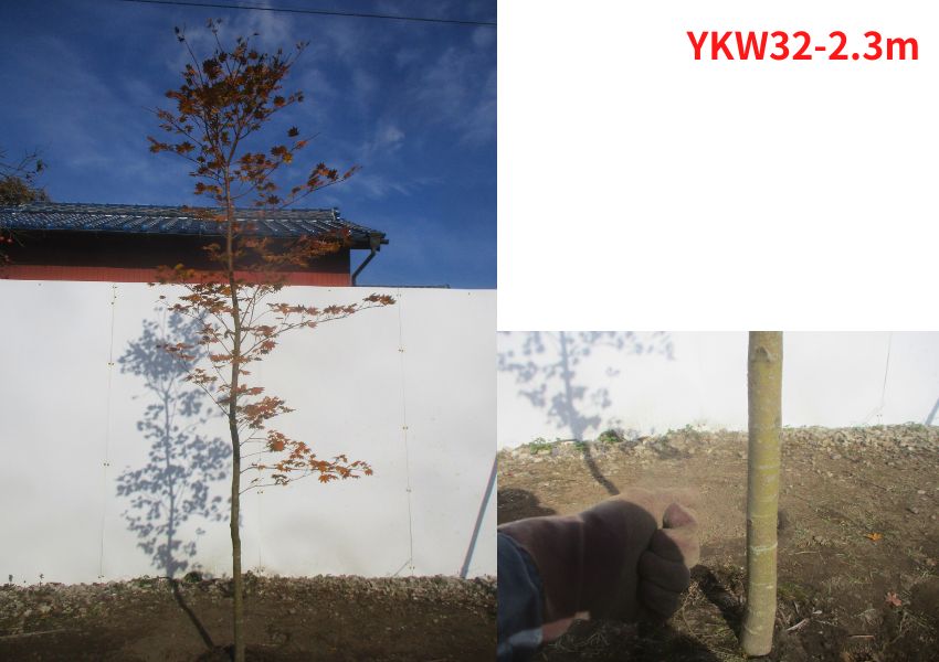 コハウチワカエデ 現品発送 単木 樹高2.0-2.6m(根鉢含まず) 紅葉 