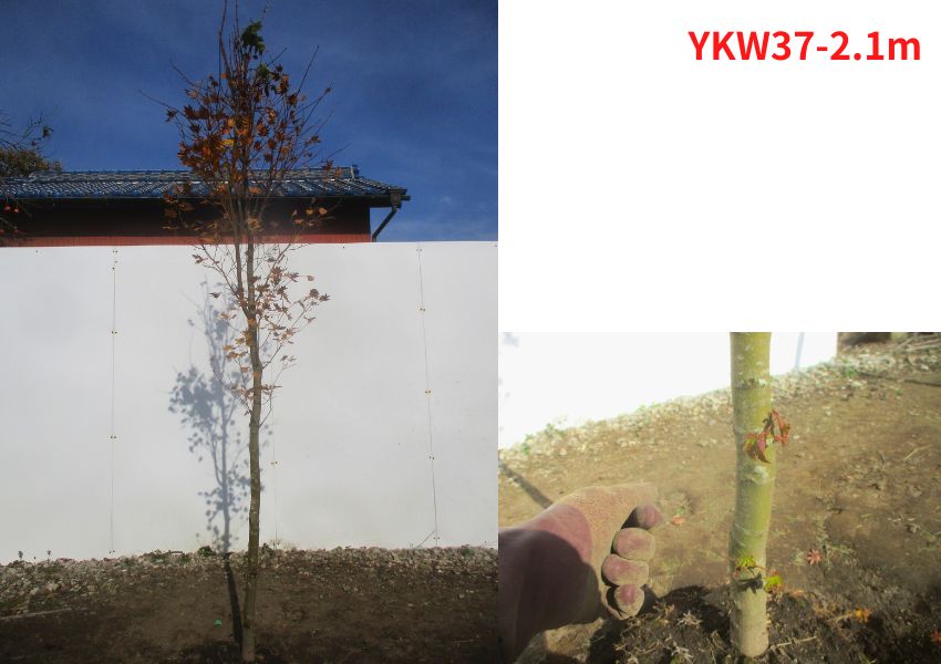 コハウチワカエデ 現品発送 単木 樹高2.0-2.6m(根鉢含まず) 紅葉