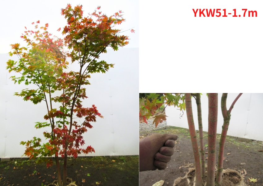 現品発送 コハウチワカエデ 株立ち 樹高1.5-1.7m(根鉢含まず）苗 苗木