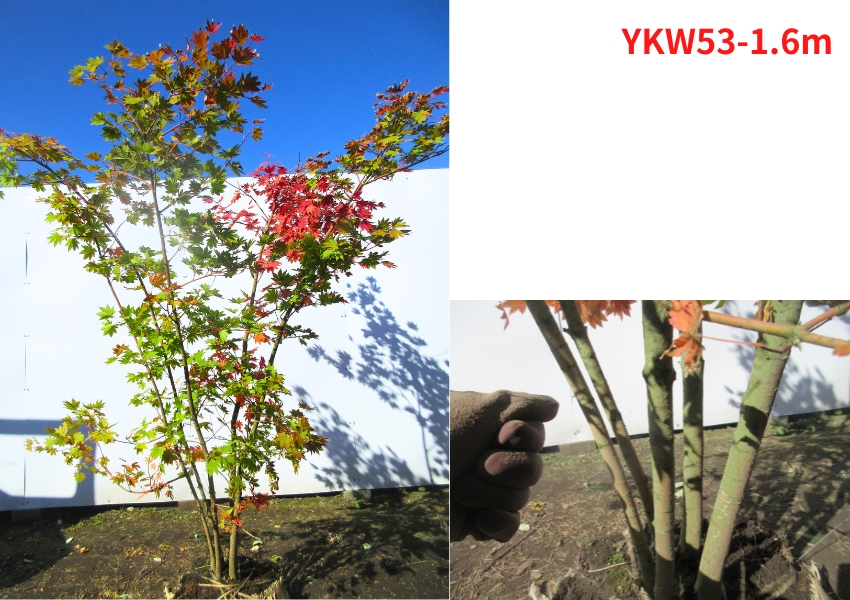 現品発送 コハウチワカエデ 株立ち 樹高1.5-1.7m(根鉢含まず）苗 苗木