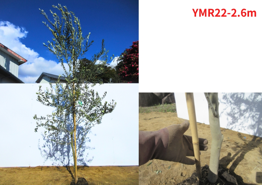 現品発送 オリーブの木 マンザニロ 樹高2.4m-2.6m(根鉢含まず