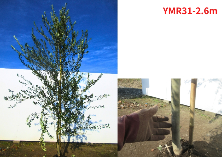 現品発送 オリーブの木 マンザニロ 樹高2.4m-2.6m(根鉢含まず
