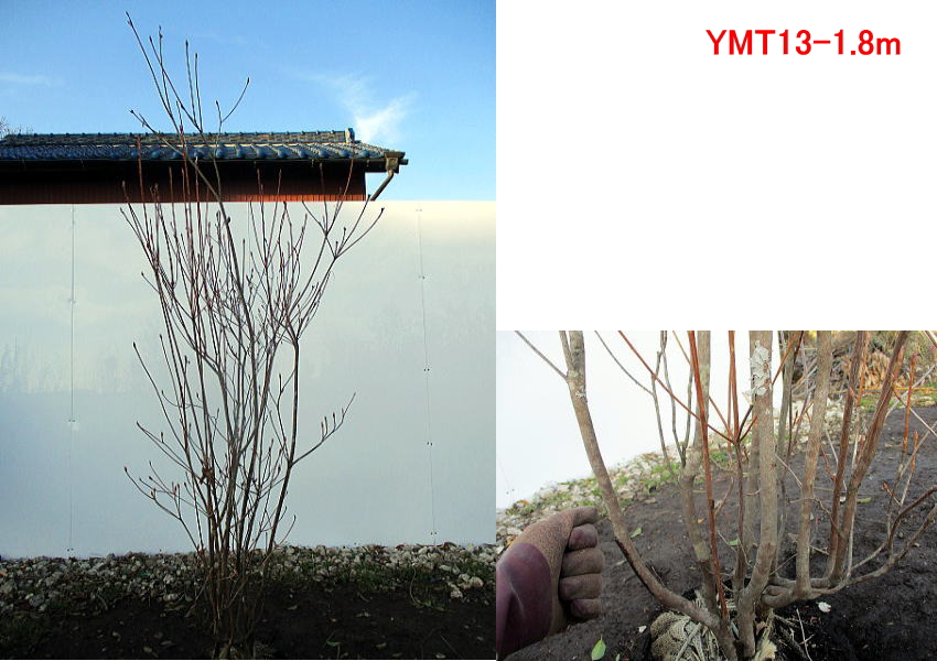 現品発送 ミツバツツジ (紫花) 樹高1.8-1.9m(根鉢含まず） シンボル 