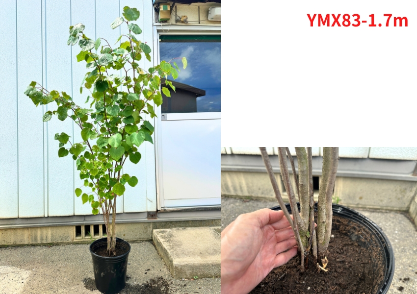 マルバノキ 鉢植えのおすすめ人気商品一覧 通販 - Yahoo