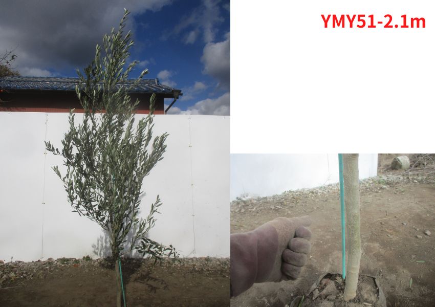 オリーブ(ミッション) 樹高2.0-2.3m(根鉢含まず) シンボルツリー 庭木