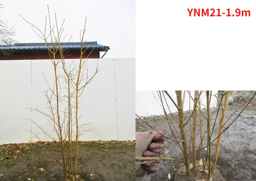 現品発送 ナンジャモンジャ(ヒトツバタゴ) 樹高1.8-2.2m(根鉢含まず
