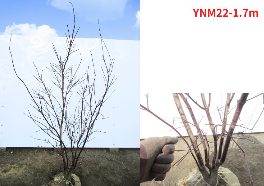 現品発送 野村モミジ ノムラモミジ 株立ち 樹高1.7-1.9m(根鉢含まず