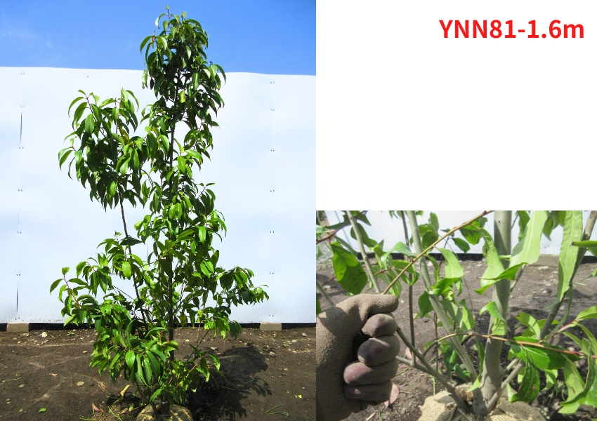 現品発送 ナナミノキ(七実の木) 樹高1.6-1.7m(根鉢含まず) 苗木 苗