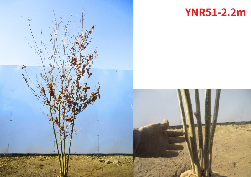 現品発送 コナラ 株立ち 樹高2.1-2.2m(根鉢含まず） 苗木 苗 シンボル