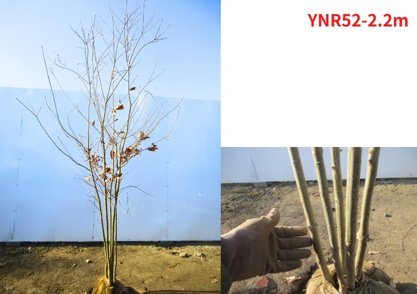 現品発送 コナラ 株立ち 樹高2.1-2.2m(根鉢含まず） 苗木 苗 シンボル