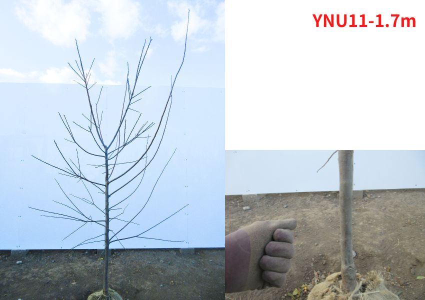 現品発送 南高梅 ナンコウウメ 樹高1.7-2.0m(根鉢含まず）梅の苗木 うめの木 苗  花木 庭木 植木 シンボルツリー 落葉樹 落葉低木 爆買の画像