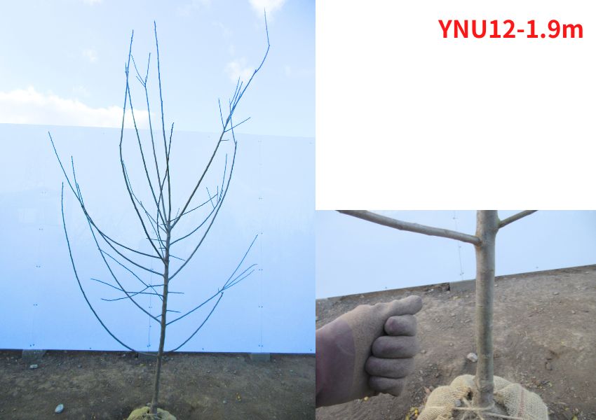 現品発送 南高梅 ナンコウウメ 樹高1.7-2.0m(根鉢含まず）梅の苗木 うめの木 苗  花木 庭木 植木 シンボルツリー 落葉樹 落葉低木 爆買の画像