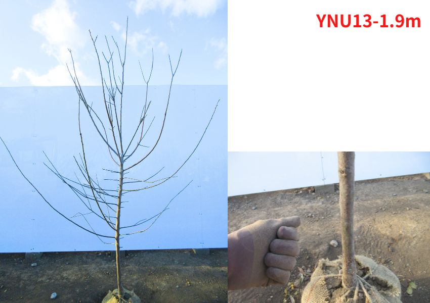 現品発送 南高梅 ナンコウウメ 樹高1.7-2.0m(根鉢含まず）梅の苗木 うめの木 苗  花木 庭木 植木 シンボルツリー 落葉樹 落葉低木 爆買の画像
