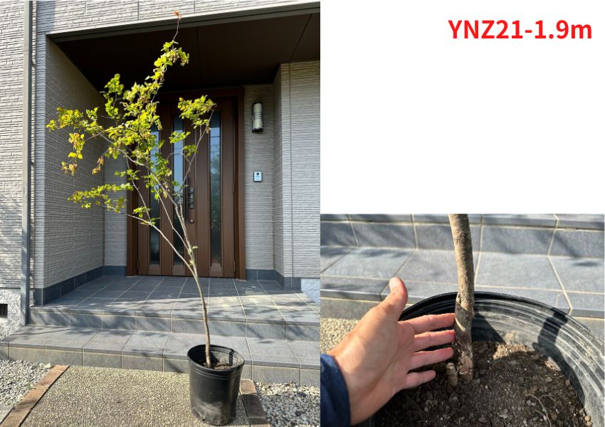 現品発送 ナツハゼ 夏櫨 10号 樹高1.8-1.9m(鉢底から)雑木 落葉樹 落葉