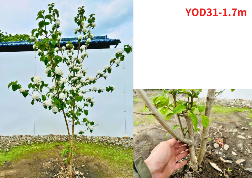 現品発送 オオデマリ 白花 高さ1.4-1.7m(根鉢含まず) 苗木 苗 花木 庭木 植木 落葉樹 落葉低木 爆買の画像