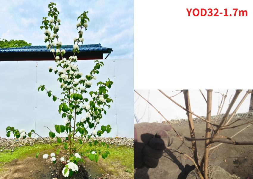 現品発送 オオデマリ 白花 高さ1.4-1.7m(根鉢含まず) 苗木 苗 花木 庭木 植木 落葉樹 落葉低木 爆買の画像