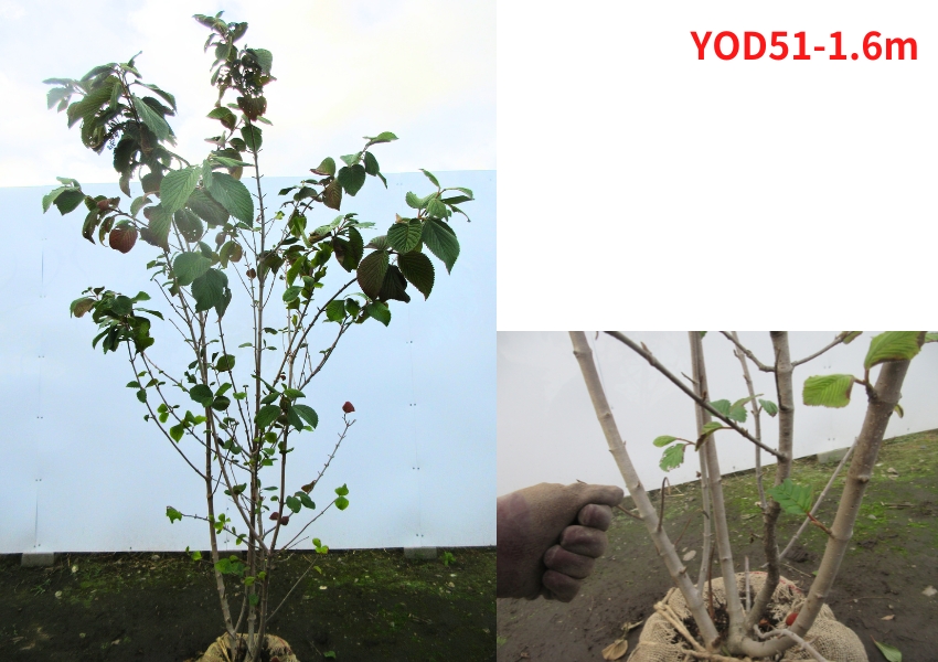 現品発送 オオデマリ 白花 高さ1.4-1.7m(根鉢含まず) 苗木 苗 花木 庭木 植木 落葉樹 落葉低木 爆買の画像