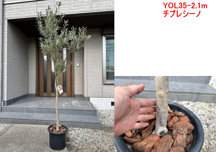 現品発送 10号鉢 太いオリーブの木 樹高1.7-2.2m(鉢底から)品種選べます 庭木 植木 常緑樹 常緑高木 現品発送