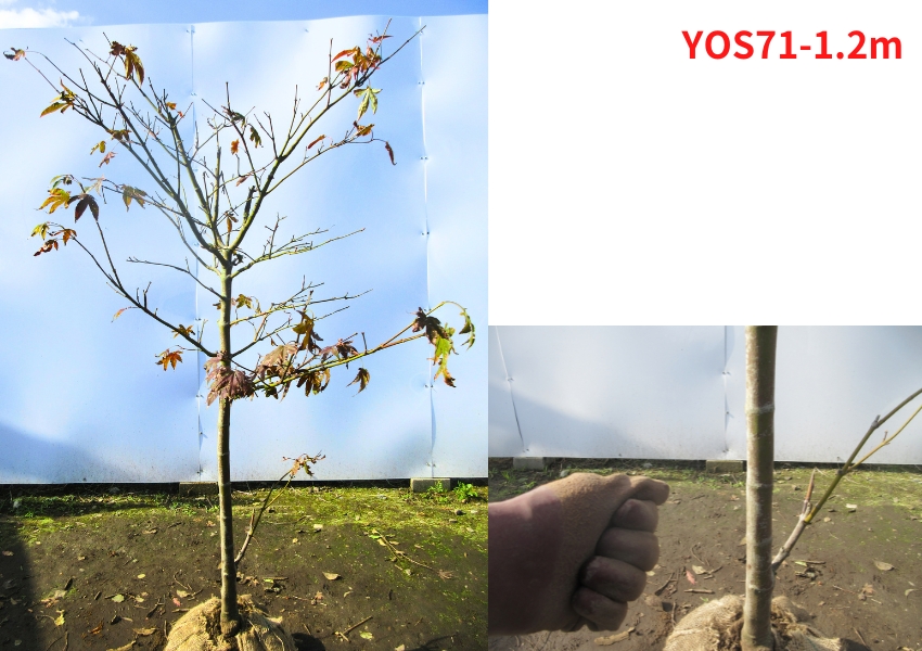 現品発送 オオサカズキモミジ 大盃モミジ 樹高1.2-1.3m(根鉢含まず