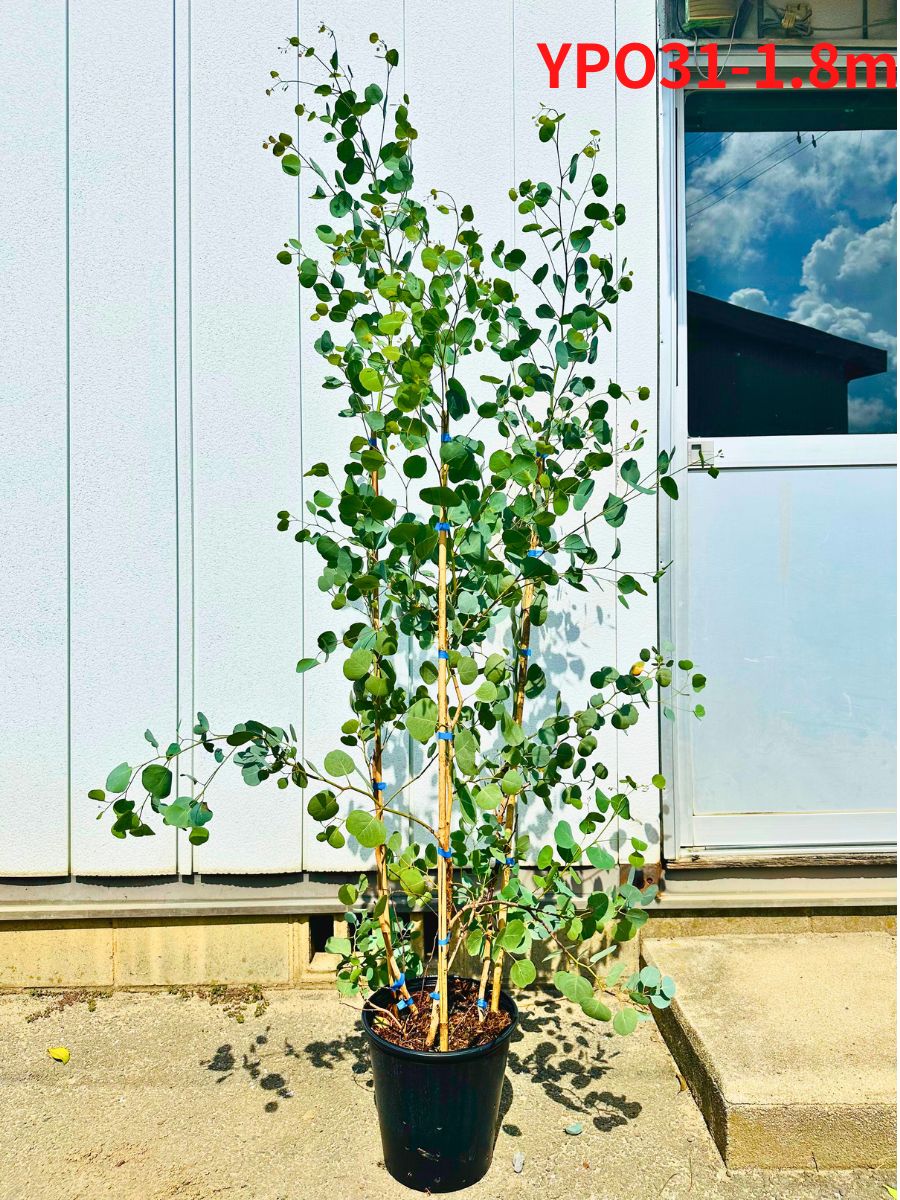 ユーカリ　ポポラス　大きめ鉢植え　苗　シンボルツリー ユーカリ ポポラス 8号 株立ち1.7m前後(鉢底から) 丸葉ユーカリ