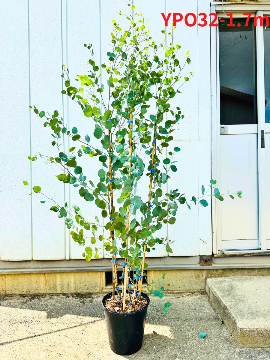 ⑦　ユーカリ　ポポラス　8号　特大苗木最高等級極上品‼️ ① ユーカリ ポポラス 8号 特大苗木最高等級極上品‼️ - メルカリ