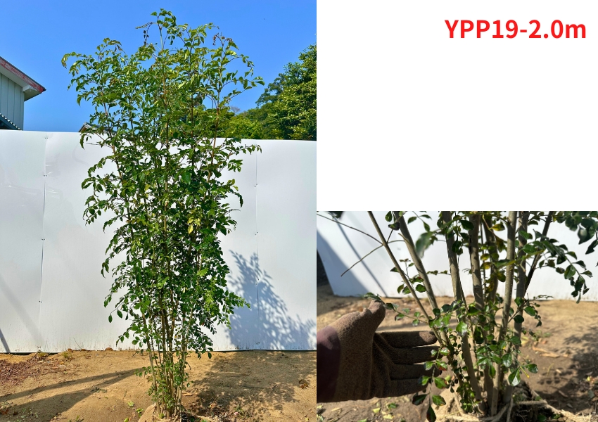 【CENRIV】シマトネリコ、メディカル 高さ110㎝前後　植栽セット 現品発送 シマトネリコ 株立ち 樹高1.8-2.1m(根鉢含まず) 苗木 苗