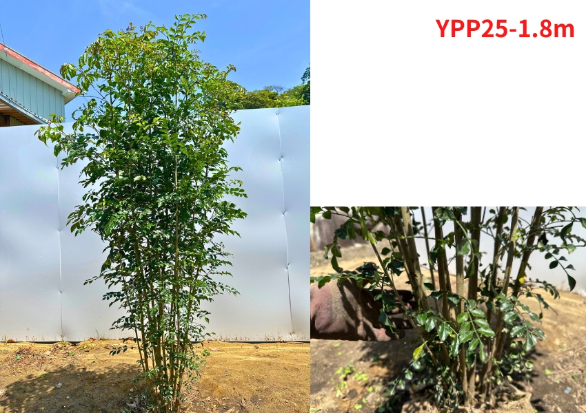 【CENRIV】シマトネリコ、メディカル 高さ110㎝前後　植栽セット 楽天市場】シマトネリコ 株立ち（高さ（植物）～ 70.9cm）の通販