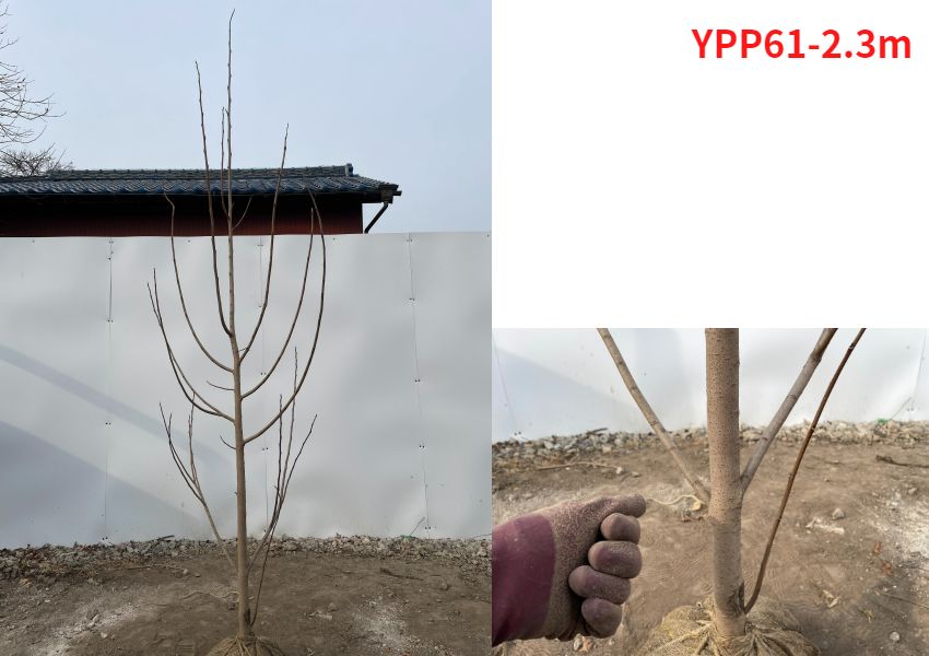 現品発送 伝説の果樹 ポポー 樹高2.0-2.3m(根鉢含まず）果樹苗